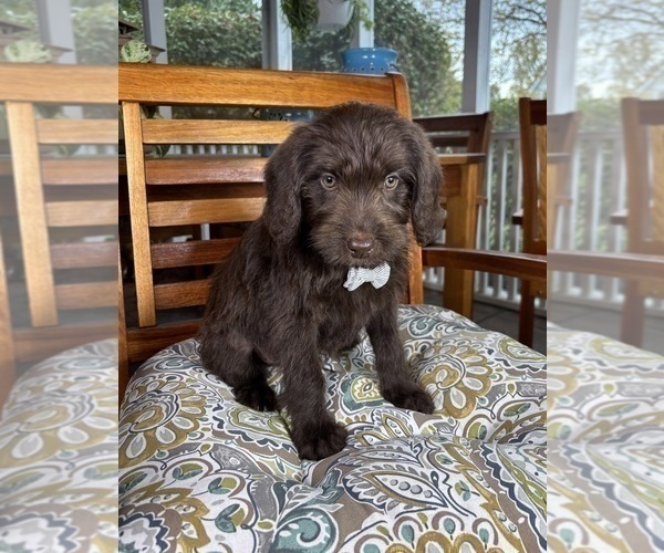 Medium Photo #6 Labradoodle Puppy For Sale in NOBLESVILLE, IN, USA