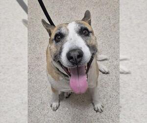 Bull Terrier-German Shepherd Dog Mix Dogs for adoption in Bakersfield, CA, USA