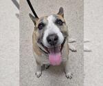 SOSHA - Female Bull Terrier-German Shepherd Dog Mix Dog for Adoption - Small photo