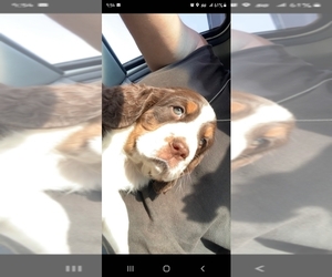 English Springer Spaniel Puppy for sale in NORTH, SC, USA