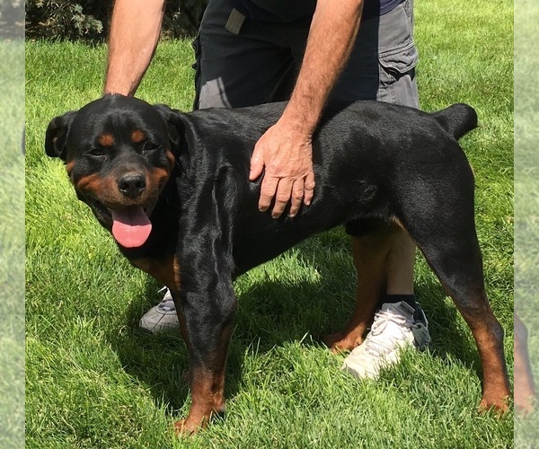 Medium Photo #12 Rottweiler Puppy For Sale in BRIGHTON, CO, USA