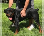 Small #11 Rottweiler