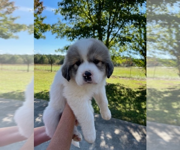 Medium Photo #5 Great Pyrenees Puppy For Sale in PICKENS, SC, USA