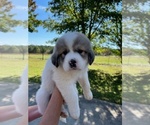 Small Photo #5 Great Pyrenees Puppy For Sale in PICKENS, SC, USA