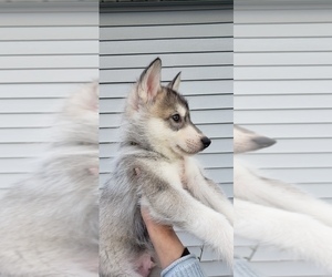 Wolf Hybrid Puppy for sale in SHELBYVILLE, IN, USA