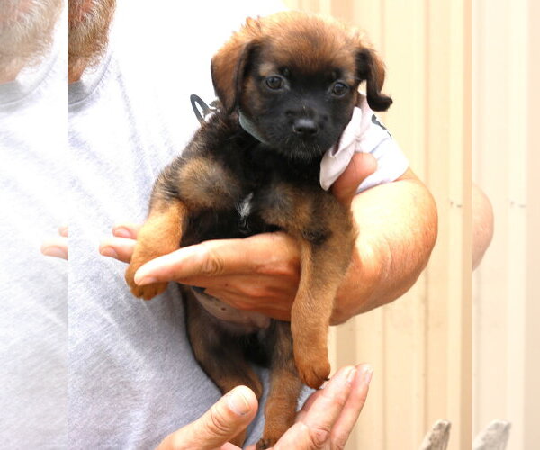 Medium Photo #2 Australian Shepherd-Unknown Mix Puppy For Sale in Bandera, TX, USA