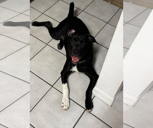 Labrador Retriever-Unknown Mix Dogs for adoption in Sanford, FL, USA