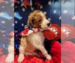 Small Photo #12 Goldendoodle Puppy For Sale in KANSAS CITY, MO, USA