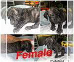Small #7 Cane Corso-Presa Canario Mix