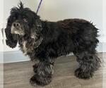 Small #2 Cocker Spaniel