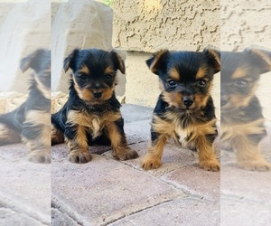 Yorkshire Terrier Puppy for Sale in LAS VEGAS, Nevada USA
