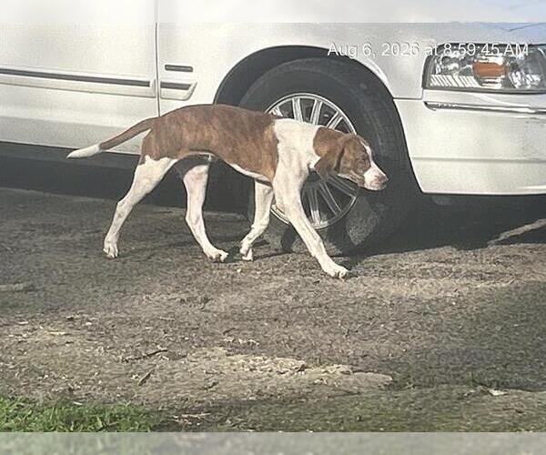 Medium Photo #1 American Foxhound-Plott Hound Mix Puppy For Sale in Ocala, FL, USA