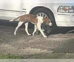 Small American Foxhound-Plott Hound Mix