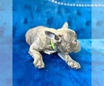 Small Photo #10 French Bulldog Puppy For Sale in ATHERTON, CA, USA