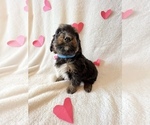 Small Photo #3 Bernedoodle Puppy For Sale in HARROGATE, TN, USA
