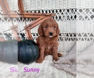 Goldendoodle (Miniature) Puppy for Sale in STANLEY, Wisconsin USA