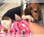 Small #1 Beagle