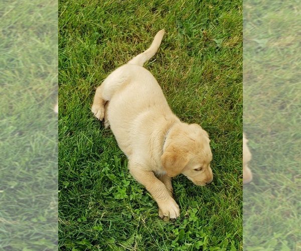 Medium Photo #15 Labrador Retriever Puppy For Sale in OLYMPIA, WA, USA