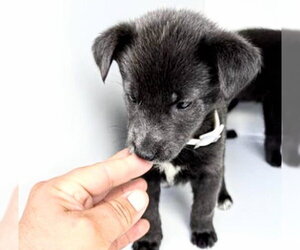 German Shepherd Dog-Unknown Mix Dogs for adoption in Houston, TX, USA