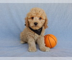 Small Photo #7 Cavapoo Puppy For Sale in MILLERSBURG, OH, USA