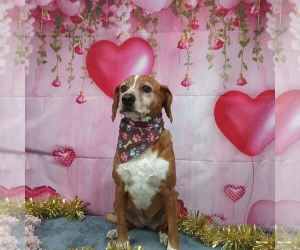 Medium Photo #3  Puppy For Sale in , 