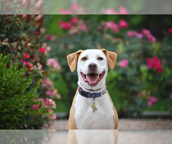 Medium Photo #5 American Pit Bull Terrier-Unknown Mix Puppy For Sale in Sandy, UT, USA