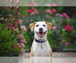 Small #4 American Pit Bull Terrier Mix