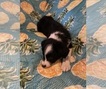 Small Photo #23 Border Collie Puppy For Sale in AIKEN, SC, USA