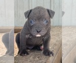 Puppy Male 2 American Bulldog