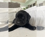 Small #2 Labrador Retriever