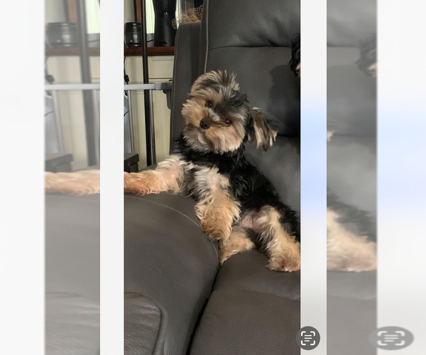 Medium Photo #1 YorkiePoo Puppy For Sale in WASHINGTON COURT HOUSE, OH, USA