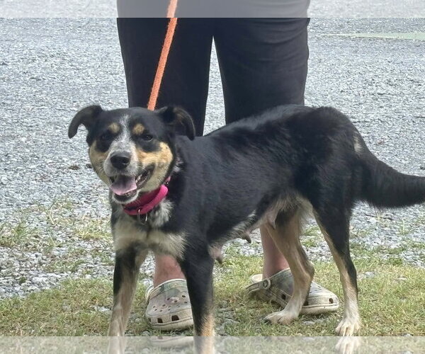 Medium Photo #4 Australian Shepherd-Unknown Mix Puppy For Sale in Rustburg, VA, USA