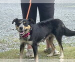 Small #3 Australian Shepherd Mix
