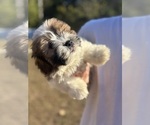 Small Photo #8 Shorkie Tzu-Yorkshire Terrier Mix Puppy For Sale in CENTRALIA, IL, USA