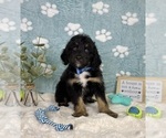 Small #3 Bernedoodle (Miniature)