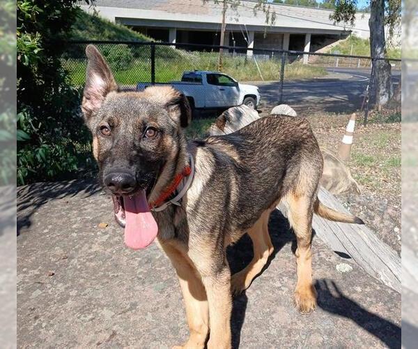 Medium Photo #1 German Shepherd Dog Puppy For Sale in Martinez, CA, USA