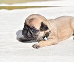 Small #1 Pug