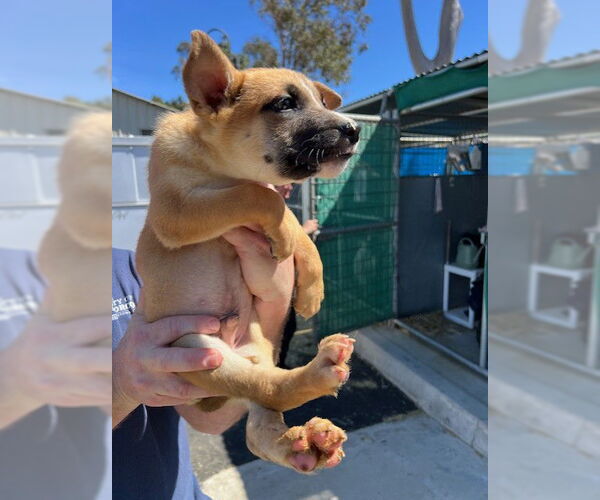 Medium Photo #1 German Shepherd Dog Puppy For Sale in Norco, CA, USA