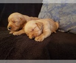 Small Photo #17 Golden Retriever Puppy For Sale in CLAREMORE, OK, USA