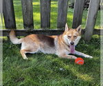Small #9 Shiba Inu-Siberian Husky Mix