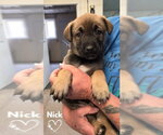 Small #1 American Pit Bull Terrier-German Shepherd Dog Mix