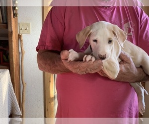 Portuguese Warren Hound Puppy for sale in COLCORD, OK, USA
