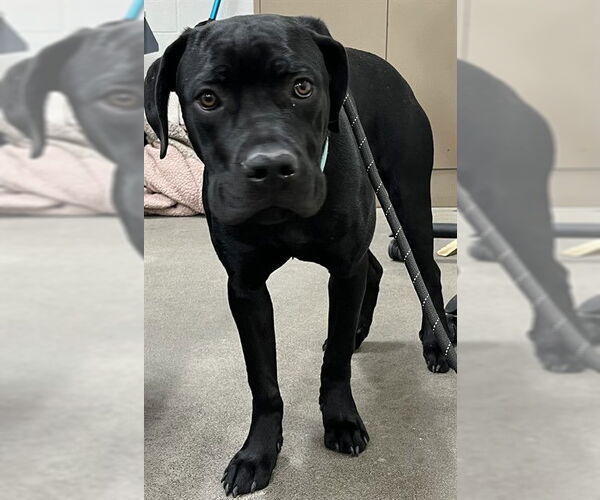 Medium Photo #1 Labrador Retriever-Unknown Mix Puppy For Sale in Forestville, MD, USA