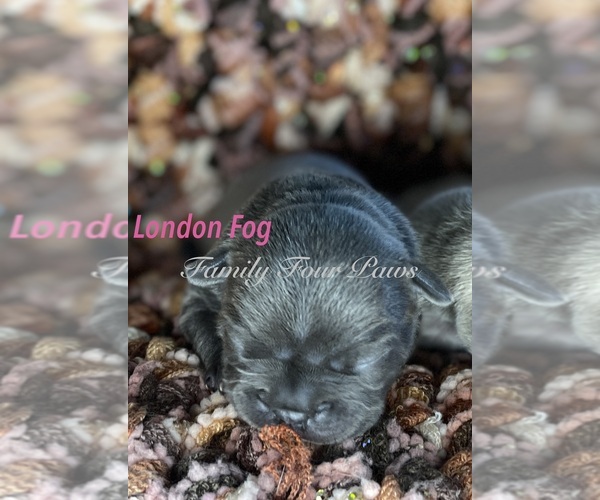 Medium Photo #1 Faux Frenchbo Bulldog Puppy For Sale in HOODSPORT, WA, USA