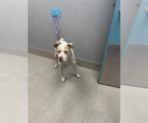 Mutt Dogs for adoption in Las Vegas, NV, USA