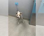 Small Mutt