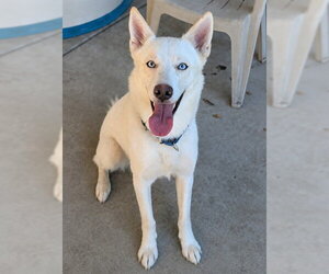 Siberian Husky Dogs for adoption in Sacramento, CA, USA