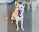 Small Siberian Husky