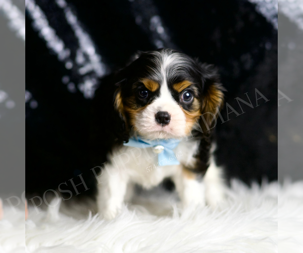 Medium Photo #5 Cavalier King Charles Spaniel Puppy For Sale in WARSAW, IN, USA