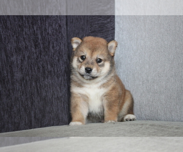 Medium Photo #7 Shiba Inu Puppy For Sale in DALLAS, TX, USA